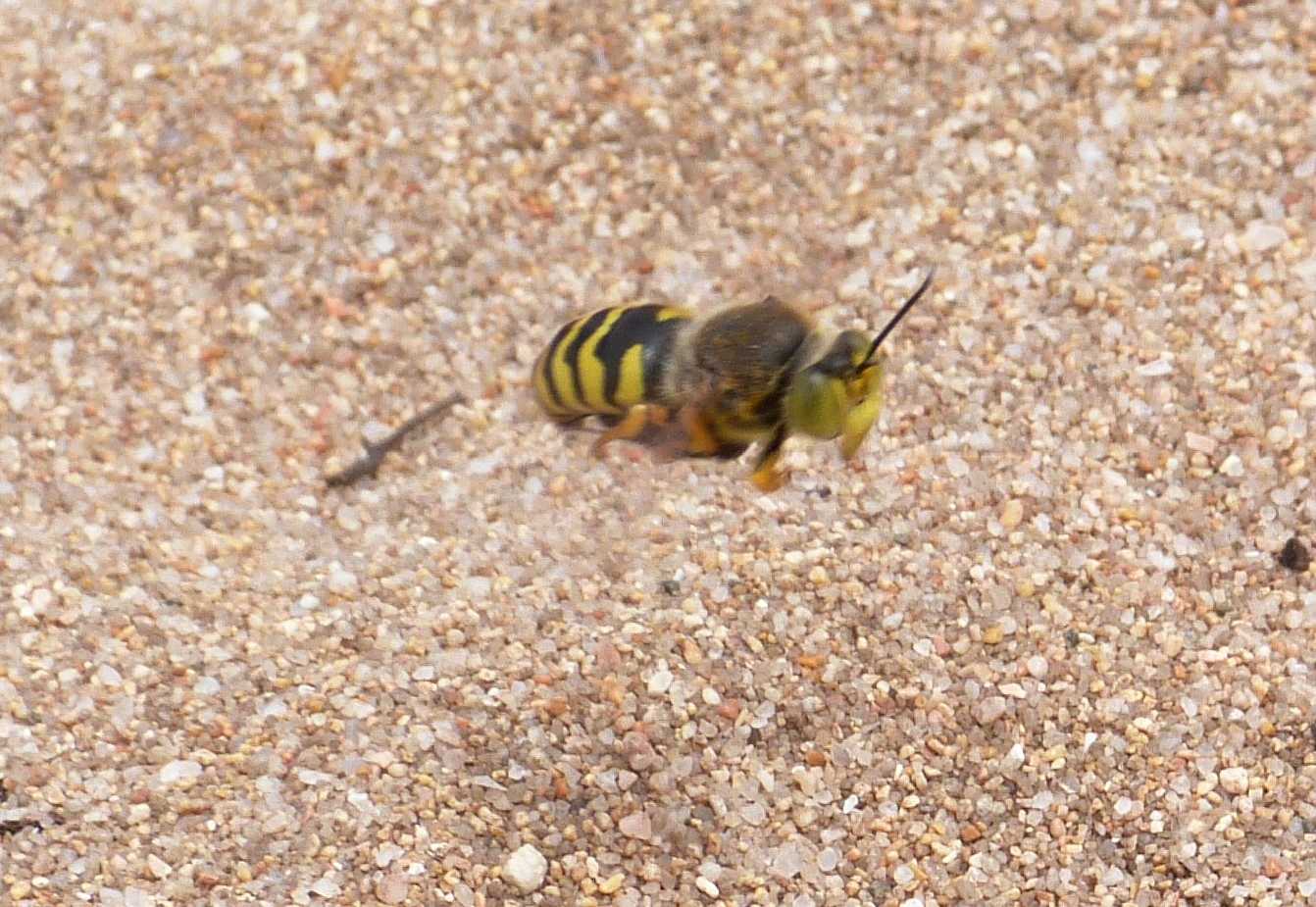 Bembix rostrata che portano prede in tana